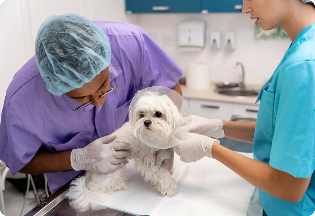 Veterinarians
